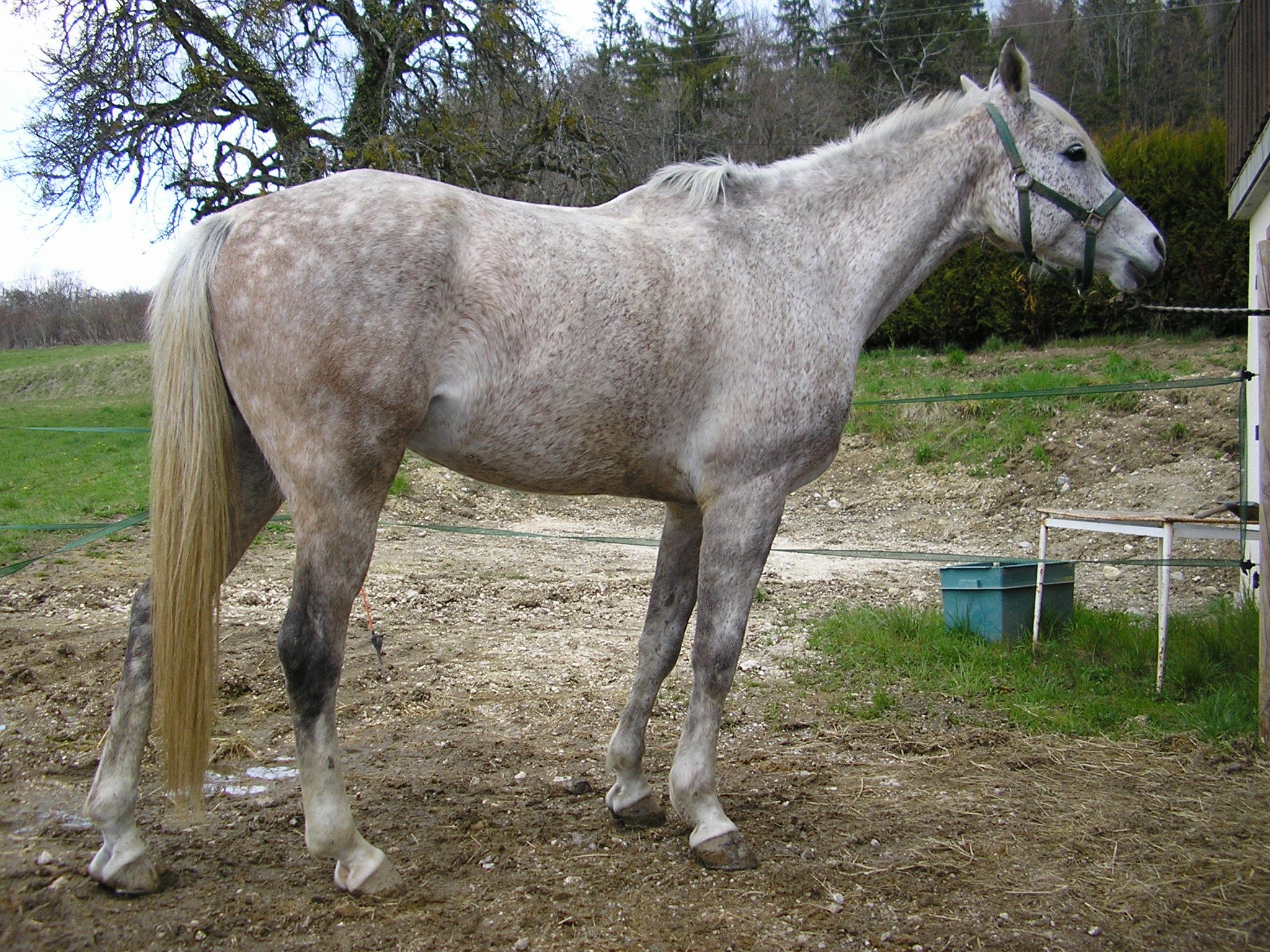 Annonce      Animaux      annecy les ollieres cheval.