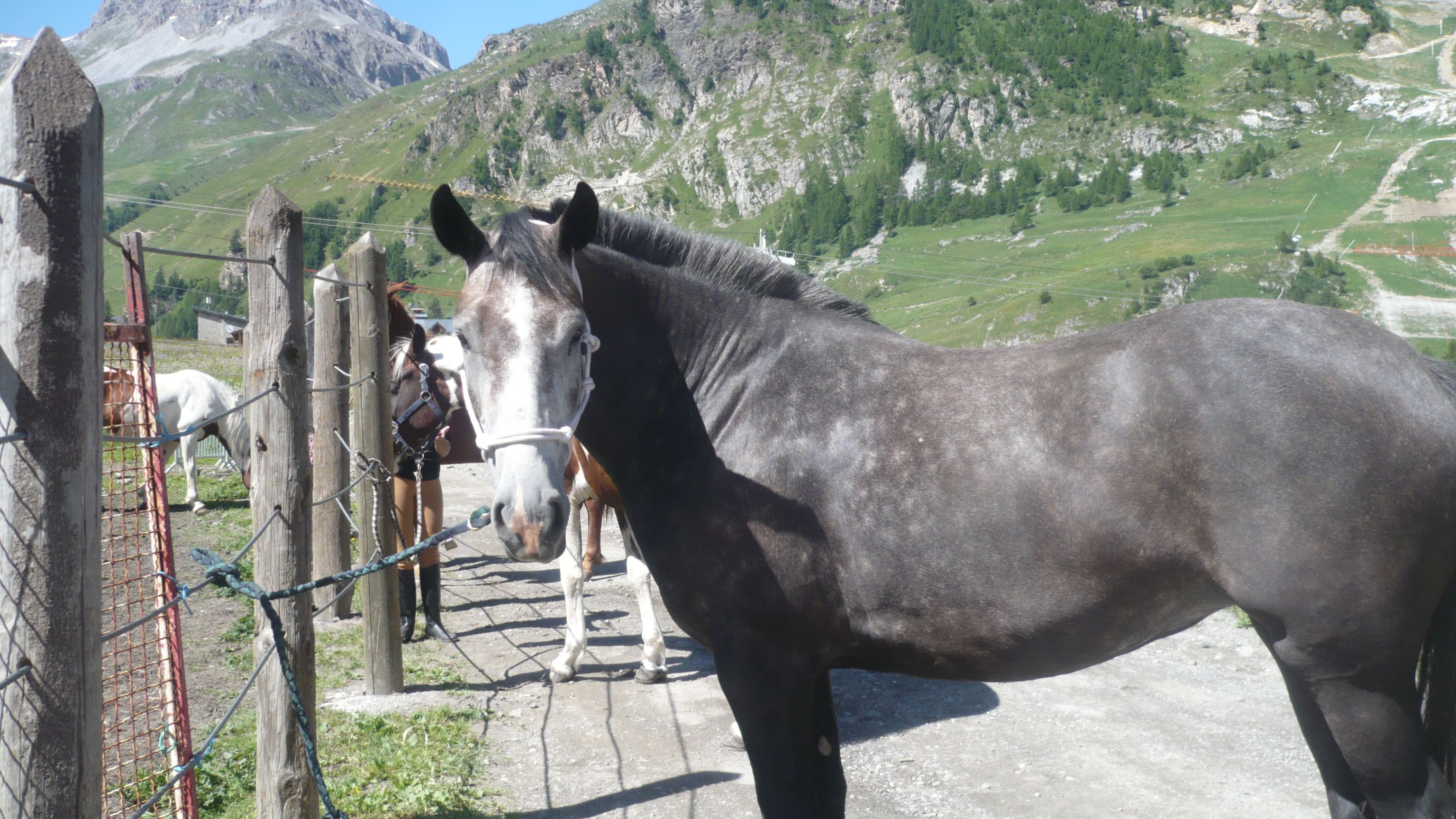 Annonce Animaux annecy villaz recher lt che terrain.