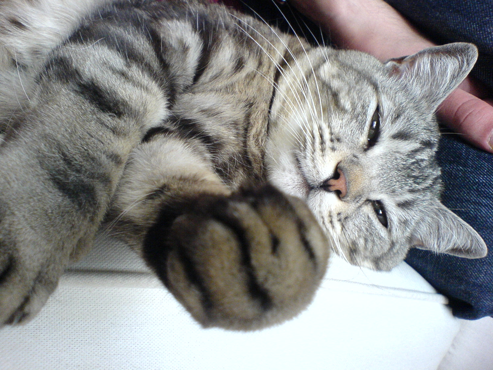 Annonce      Animaux      annecy saint martin bellevue donne chat contr.